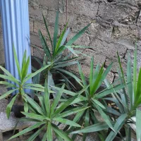 یوکاهای سرسبز|گل و گیاه طبیعی|رشت, عینک|دیوار