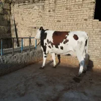 گاو سیمینتال شیربالانزدیک به زایمان یکماه به زایما|حیوانات مزرعه|الشتر, |دیوار