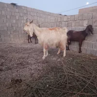 تعداد 20راس بز کهر ه دار داشتی|حیوانات مزرعه|بندر گناوه, |دیوار