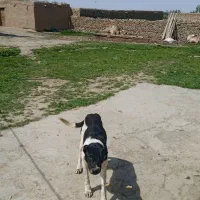 سگ نگهبان