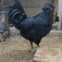 انواع جوجه و مرغ و خروس محلی و نژاد دار|حیوانات مزرعه|طبس, |دیوار