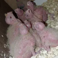 عروس هلندی سرلاکی