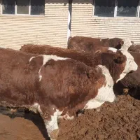 خریدفروش گاوهای زمین گیر.گوساله. گوسفند