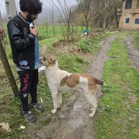 واگذاری طوله ۷ ماهه نژاد ولگادو