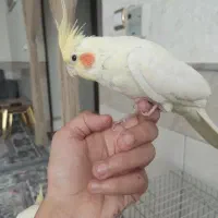 یک جفت عروس هلندی|پرنده|قم, انصار‌الحسین|دیوار