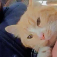 گربه گمشده|گربه|مریوان, |دیوار