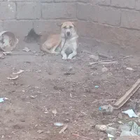 سگ نگهبان|سگ|فریمان, |دیوار