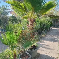 طبیعی جنگلی قورباغه ای راکتی نهال درخت گل و گیاه