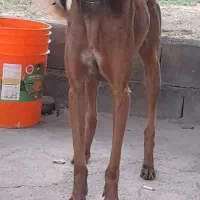 سگ تازی ماده