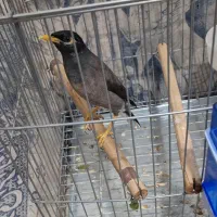 جوجه مرغ مینا اصل چشم ستاره ایی