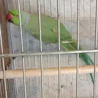 طوطی ملنگو رو تخم|پرنده|بوئین زهرا, |دیوار