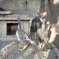 یک عدد خروس یک عدد مرغ دوتا فریح