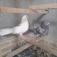 نرو ماده های ضمانتی فقط۱بار خرید کن|پرنده|کاشان, آیت الله سعیدی|دیوار