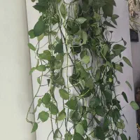 گل پیتوس دو متری