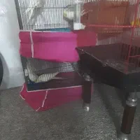 دوجفت عروس خوشکل وسرحال وآماده تخم جوجه دادن|پرنده|ابریشم, |دیوار