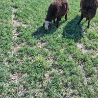 یک راس بره نر ویک راس بزغاله نر|حیوانات مزرعه|چادگان, |دیوار