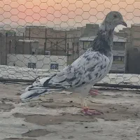 کبوتر خطی|پرنده|الوند, |دیوار