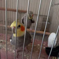 یک جفت عروس هلندی با ۳ جوجه