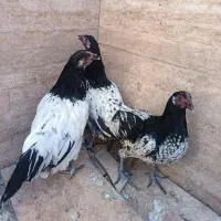 مرغ لاکنولدر