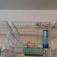 قناری تک و جفت|پرنده|شاهدشهر, |دیوار