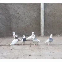 کبوتر رنگی|پرنده|سلامی, |دیوار