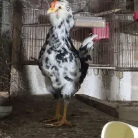 مرغ گلین با جوجه وخروس