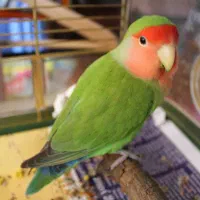 طوطی برزیلی