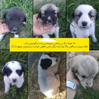 واگذاری رایگان۶توله سگ