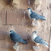 13کفتر بوم|پرنده|سبزوار, کراب|دیوار