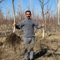 نهال گردو مناسب ارتفاعات و قوی