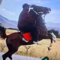 اسب کاسیت لر سر و دم گیر اسم کولاک|اسب و تجهیزات اسب‌سواری|کوهدشت, |دیوار