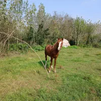 اسب جوان 3سال|اسب و تجهیزات اسبسواری|کوچصفهان, |دیوار