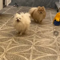 پامر خرسی از پدر مادر وارداتی