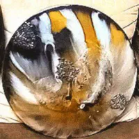 میزعسلی|مبلمان خانگی و میز عسلی|همدان, |دیوار