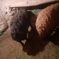 بره قوچ وقوچ