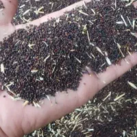 روغن /دانه کلزا بالای 50