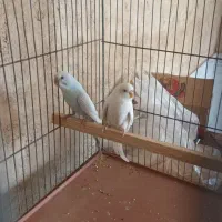 یک جفت مرغ عشق