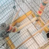 قفس طوطی|پرنده|پاکدشت, حصار امیر|دیوار