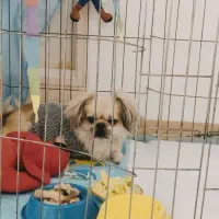 واگذاری سگ|سگ|مهدی شهر, |دیوار