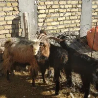 ساورین و تشتیر