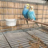 مرغ عشق رینبو|پرنده|فولادشهر, B8|دیوار