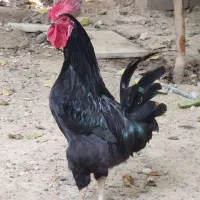 خروس و مرغ درجه یک به شرط سالم وسرحال قشنگ