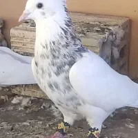 کبوتر طوقی هفت رنگ