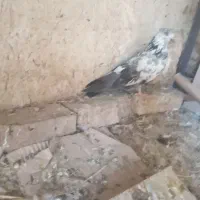 کبوتر و جوجه پرپا