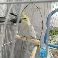 دو عدد عروس هلند