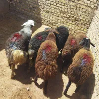 قوچ بره ماده جهت داشتی میش وشیشک|حیوانات مزرعه|قزوین, |دیوار