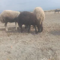 صدمیلیون وام