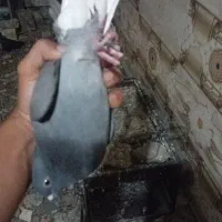 سبز دمسفید ماده