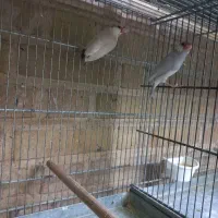 فنچ نرگسی مولد،  گلبسر گهنه|پرنده|بجنورد, |دیوار