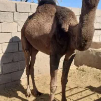 شتر|حیوانات مزرعه|طبس, |دیوار